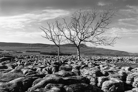 Twin Trees, Limestone Pavement