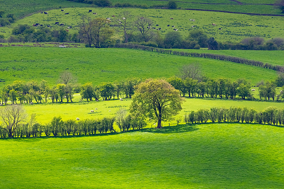 Spring Trees, Peak Trees