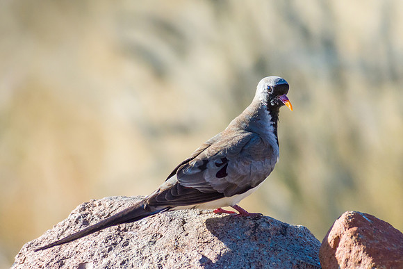 Namaqua Dove
