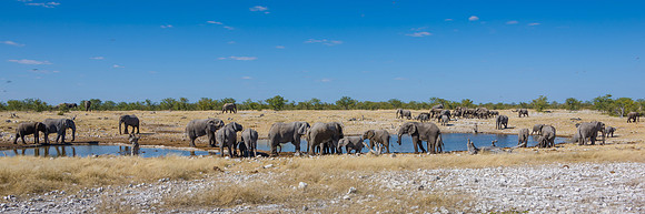 African Elephant