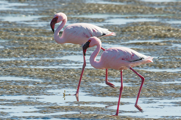 Lesser Flamingo