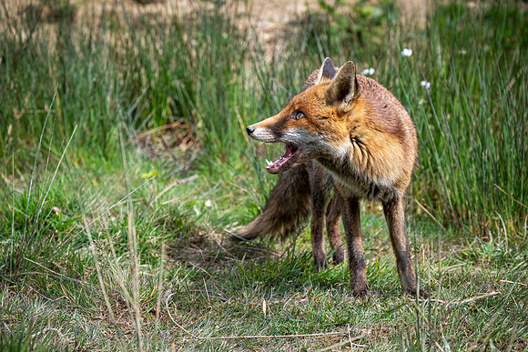 Fox