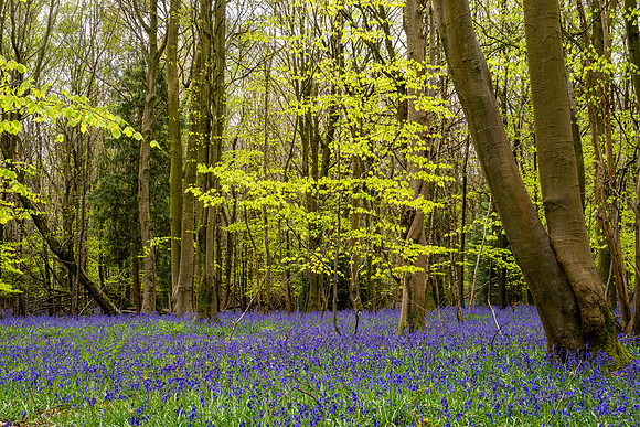Ashford Bluebells