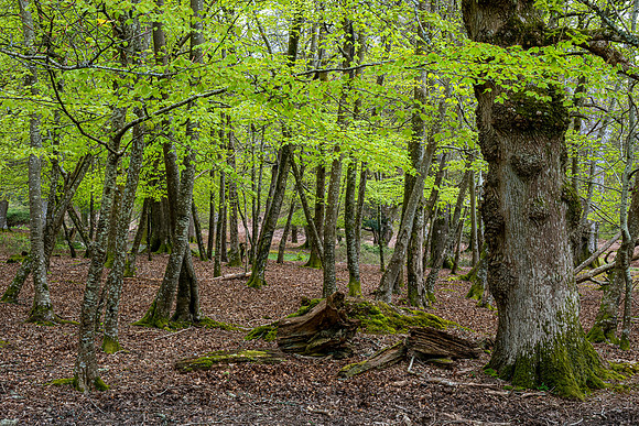 New Forest, Spring
