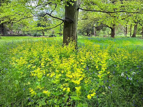 Kew Gardens