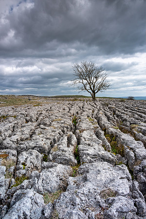 Lone Malham Tree