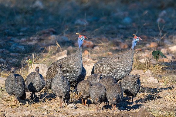 Helmeted Guineafowl