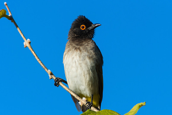 African Red-eyed Bulbul