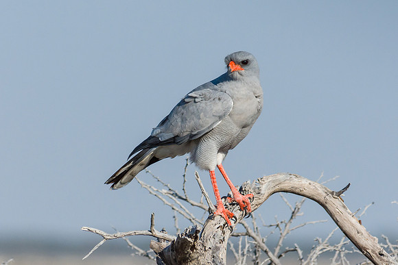Pale Chanting Goshawk