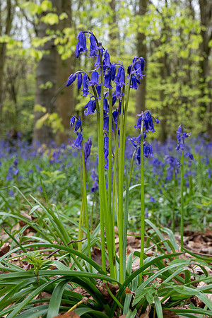 Ashford Bluebells
