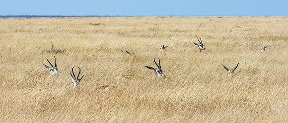 Springbok