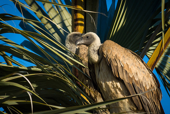 White-backed Vulture