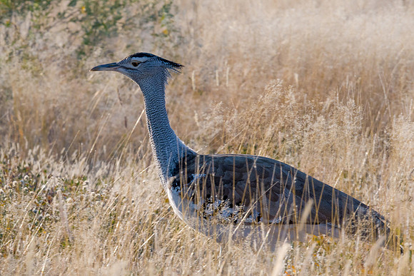 Kori Bustard