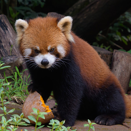 Red Panda