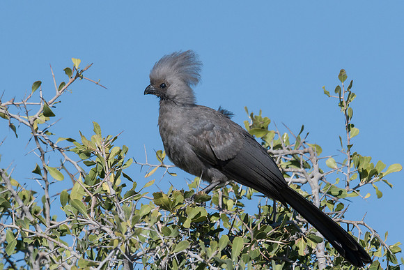 Grey Go-away Bird
