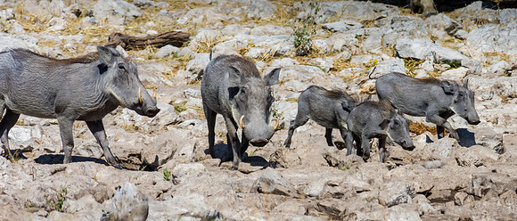 Warthog