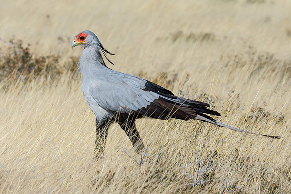 Secretary Bird