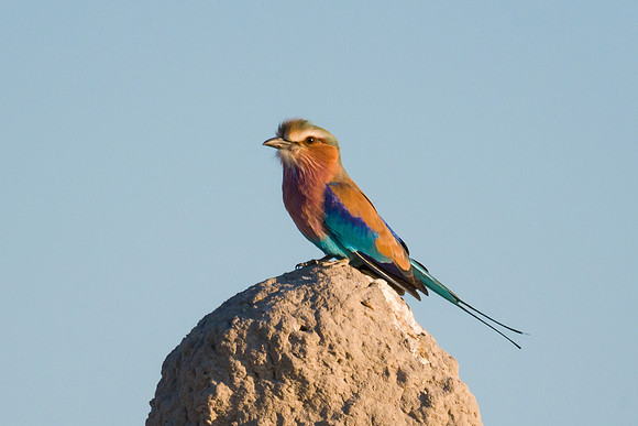 Lilac-breasted Roller
