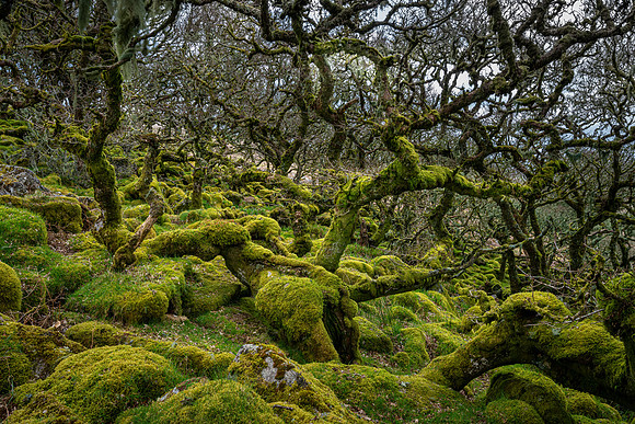 Wistman's Wood