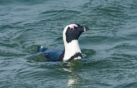 African Penguin