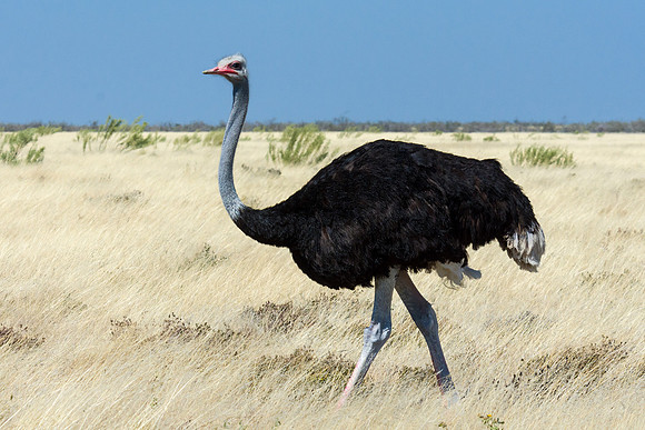 Ostrich