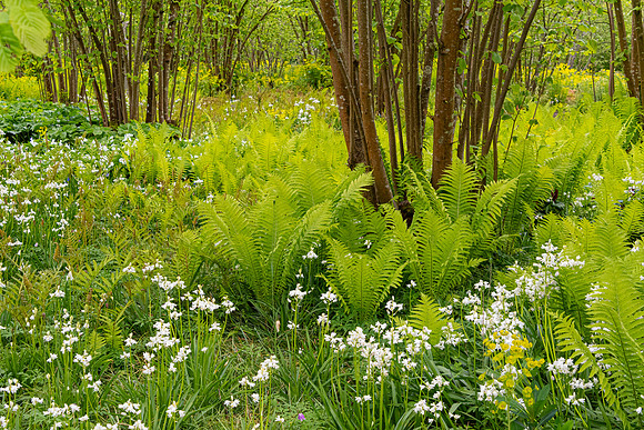 Sissinghurst