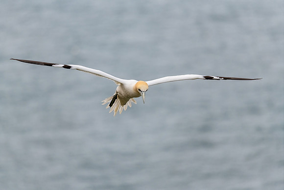 Gannet in Flight 2