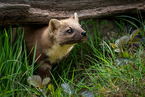 Pine Marten