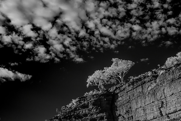 Infra-red Trees I, Weano Gorge