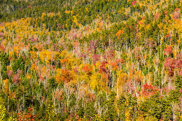 Livermore Trees, New Hampshire