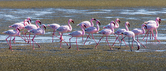Lesser Flamingo