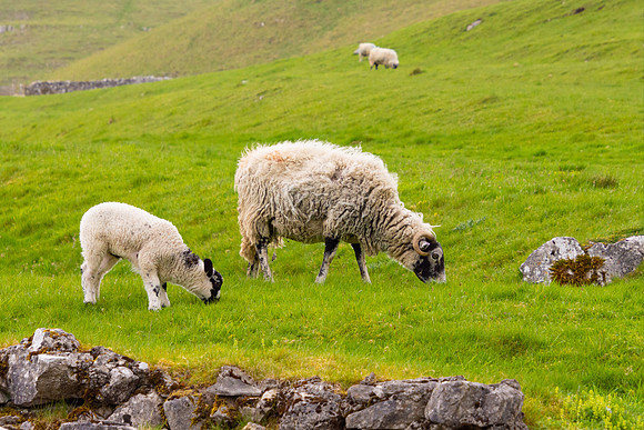 Sheep, Yorkshire Dales