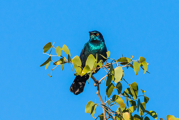 Cape Glossy Starling