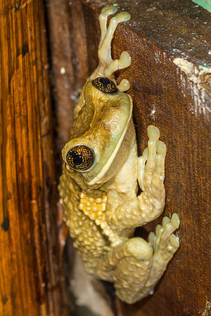 Pepper Tree Frog
