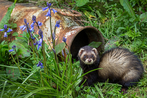 Polecat