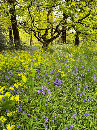 Kew Gardens
