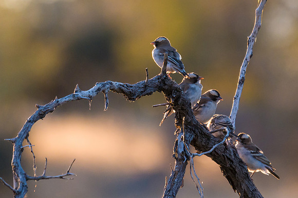 White-browed Sparrow Weaver