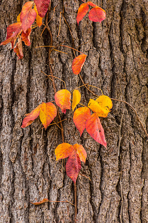Sturbridge Leaves, Massachusetts