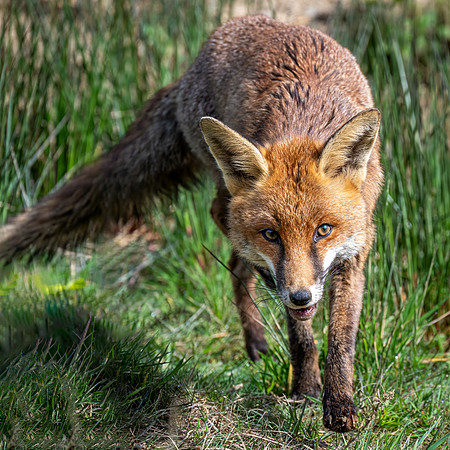 Fox