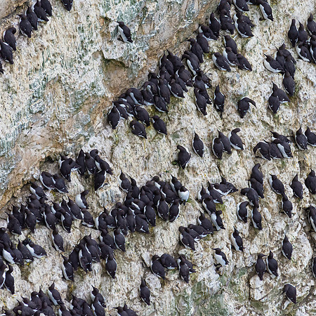 Guillemots Roost