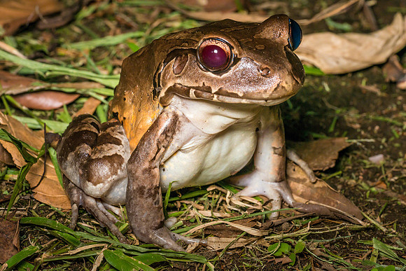Savage's Foam Frog
