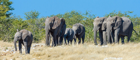 African Elephant