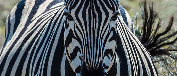 Burchell's Zebra