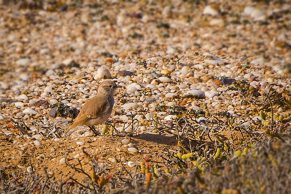 Dune Lark