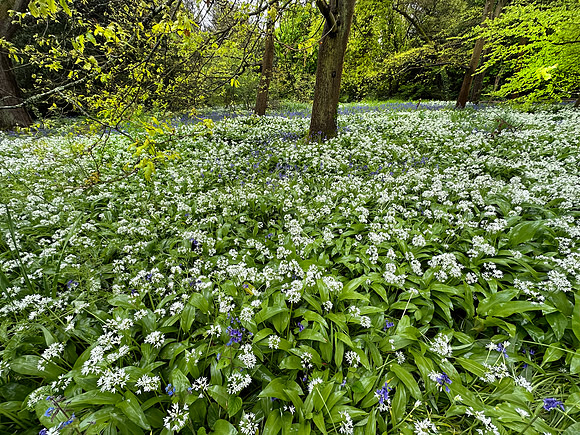 Kew Gardens