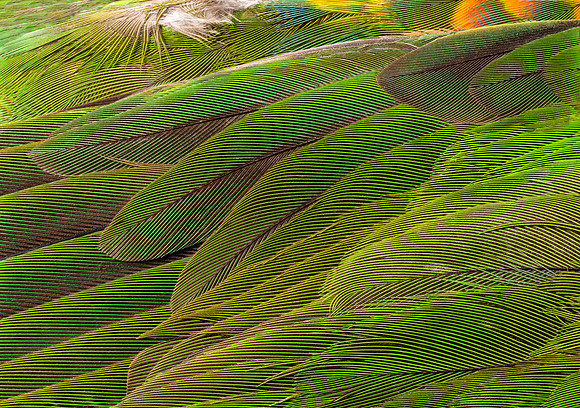 Flights of Beauty:  Rainbow Lorikeet I