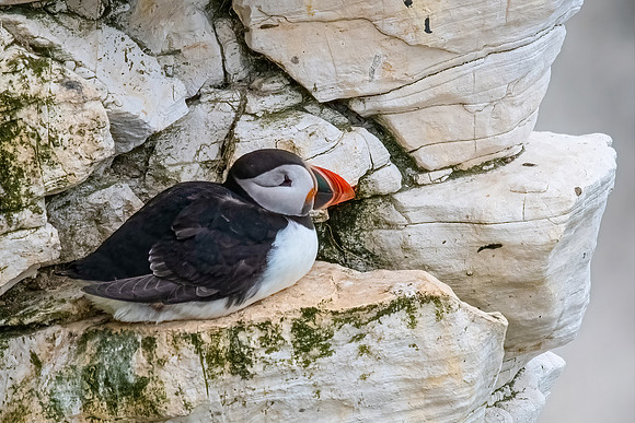 Lone Puffin, Bempton Cliffs, RSBP