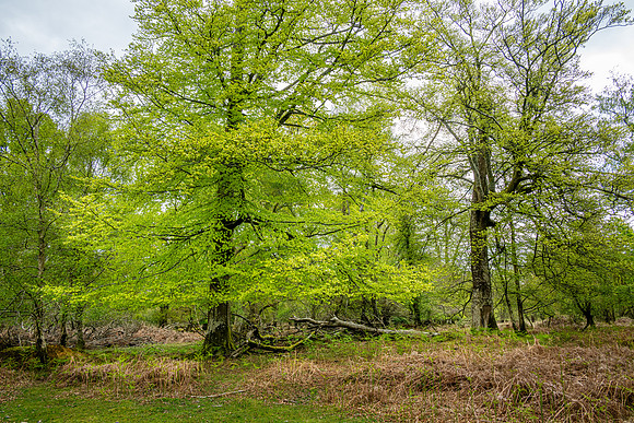 New Forest, Spring