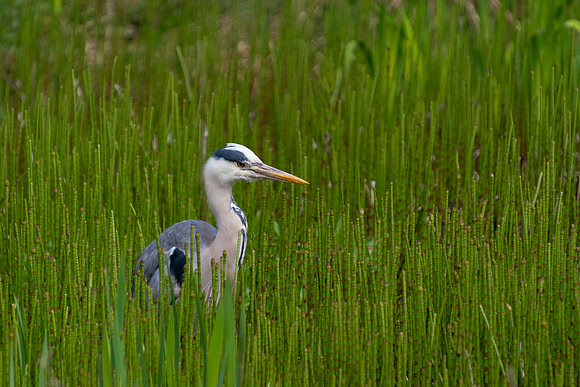 Heron at White Moss Common