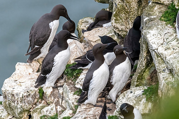 Bridled Guillemot